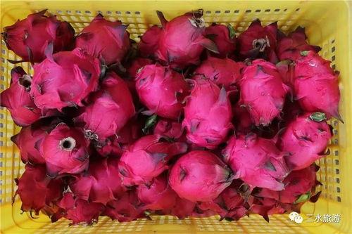 娱乐吃瓜火龙果,揭秘娱乐圈那些不为人知的幕后故事